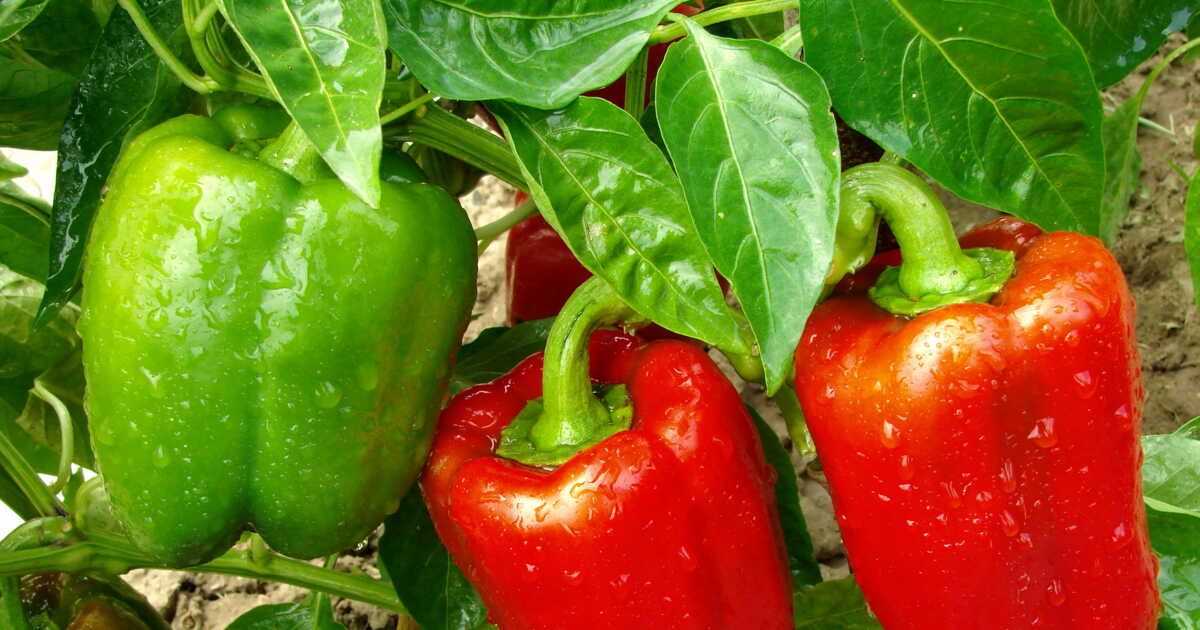 Des légumes qui s'épanouissent sous le soleil : 5 variétés résistantes à la chaleur