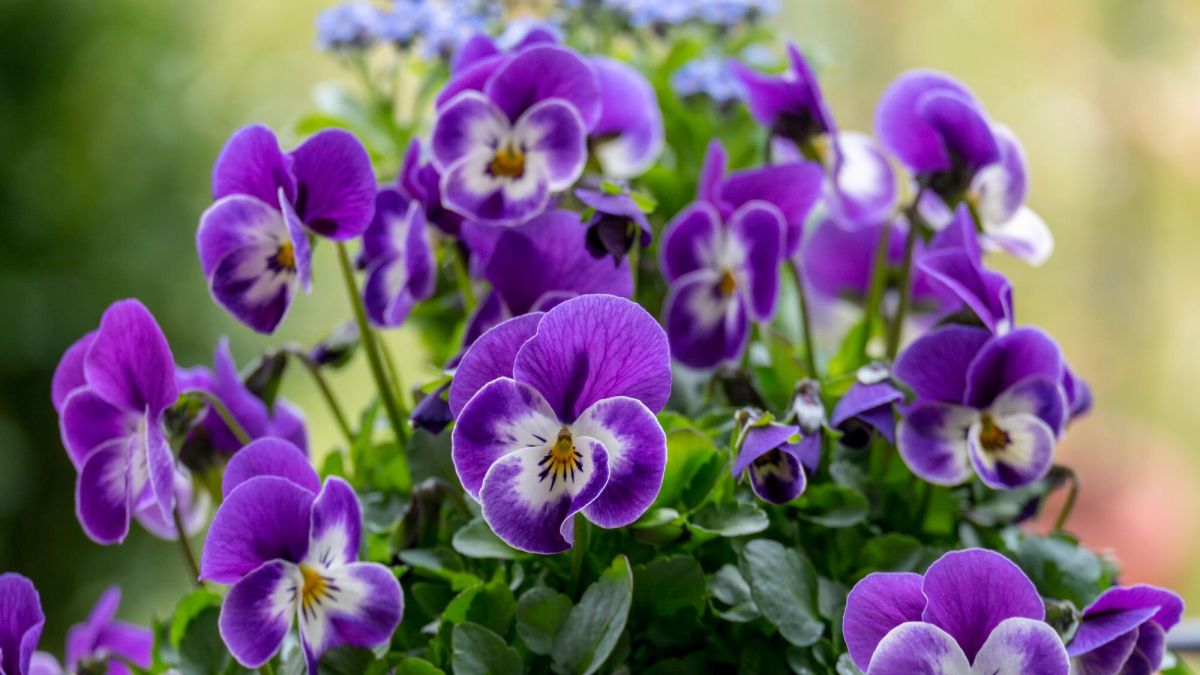 Un jardin éblouissant : pourquoi planter vos violettes dès maintenant