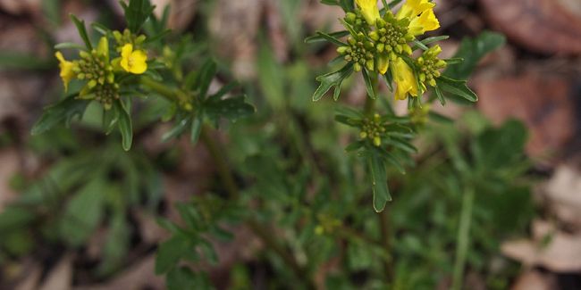 Le cresson de jardin : une plante aux mille vertus