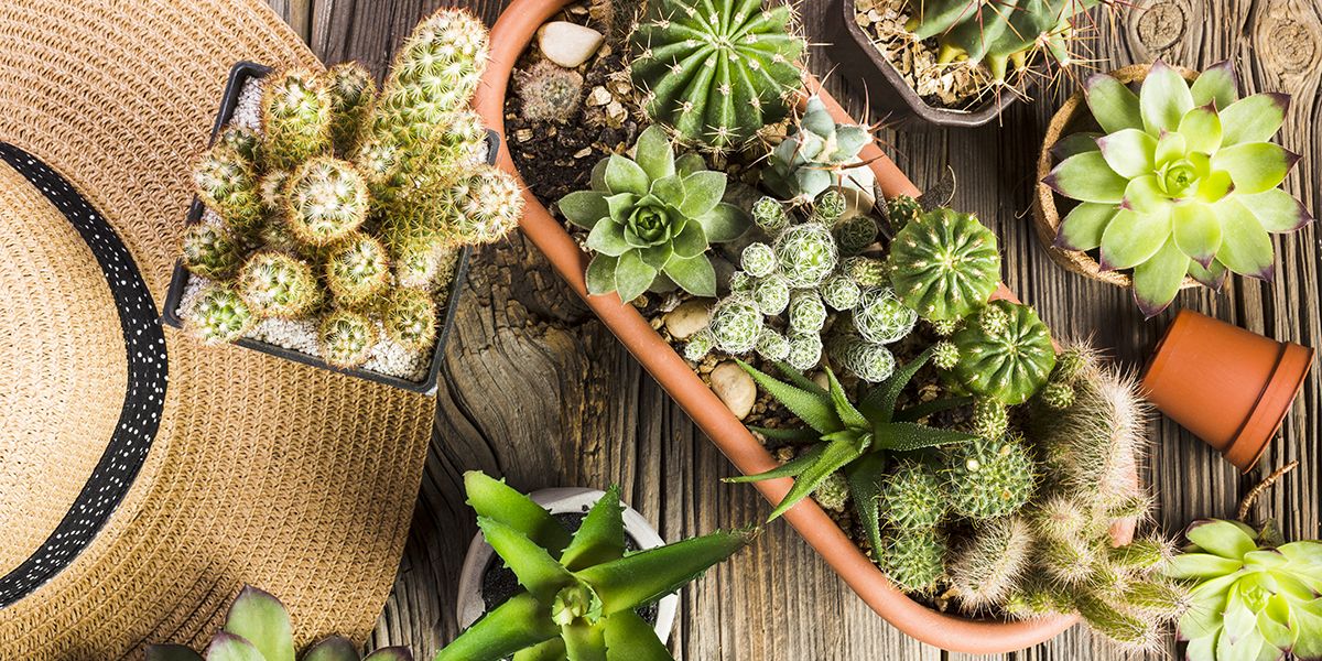 Plantes grasses et cactées : savoir les distinguer