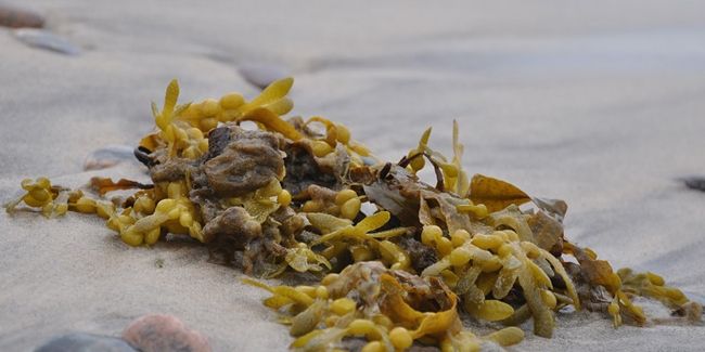 Les bienfaits insoupçonnés des algues au jardin