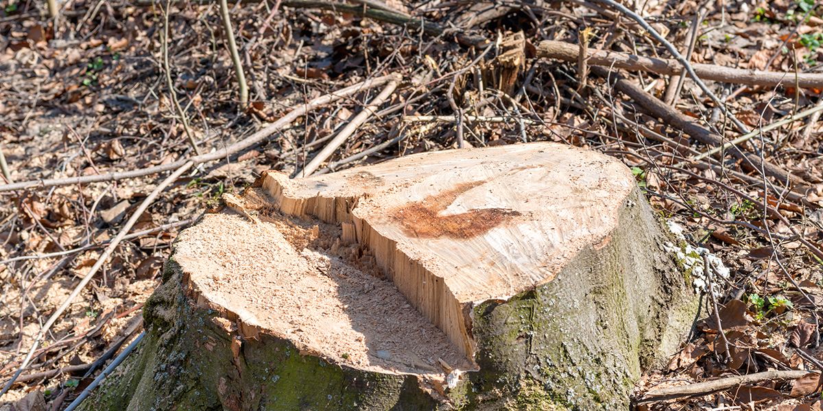 Solutions efficaces pour éliminer les souches de laurier palme