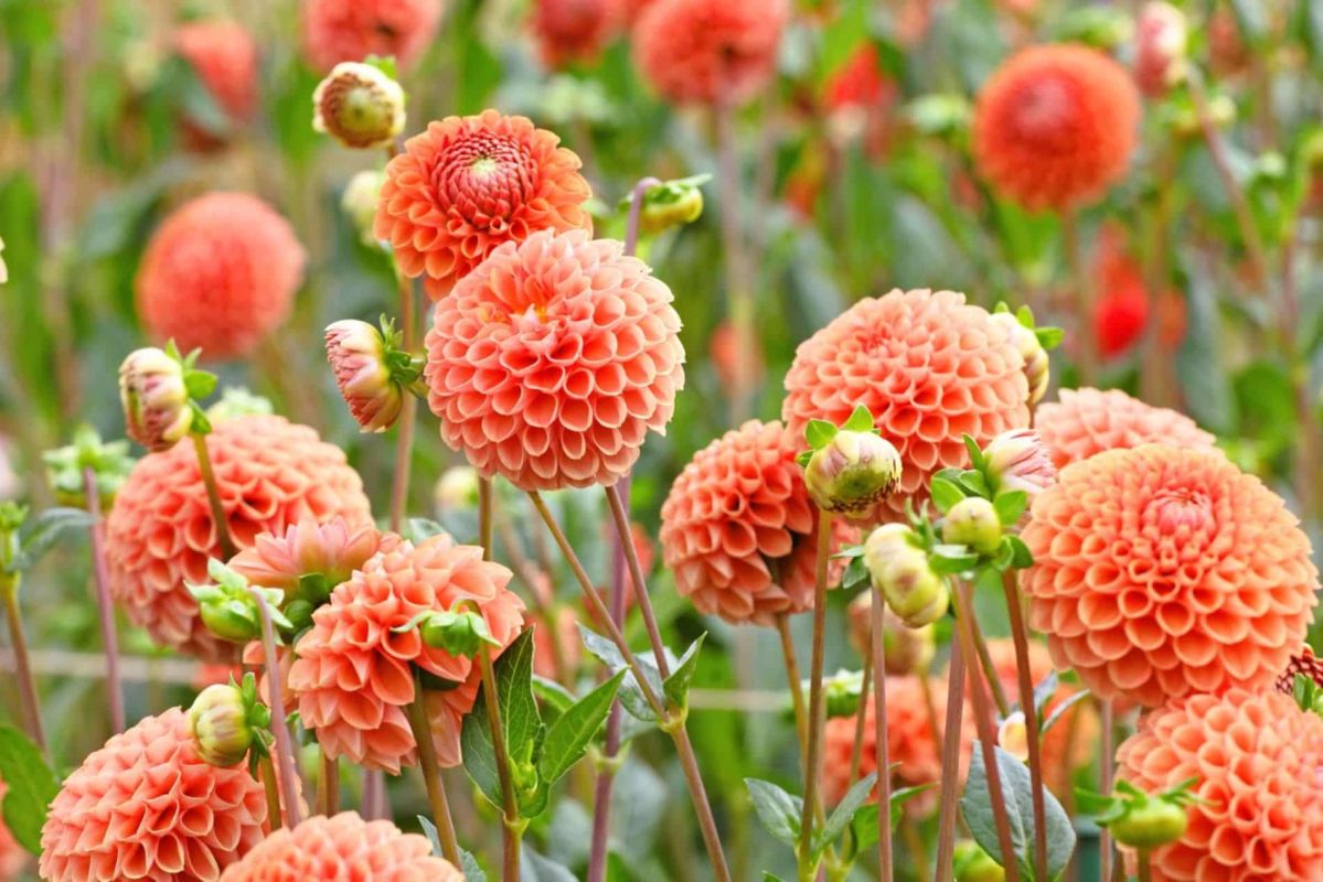 Boostez la croissance de vos dahlias avec ce secret naturel apprécié des jardiniers
