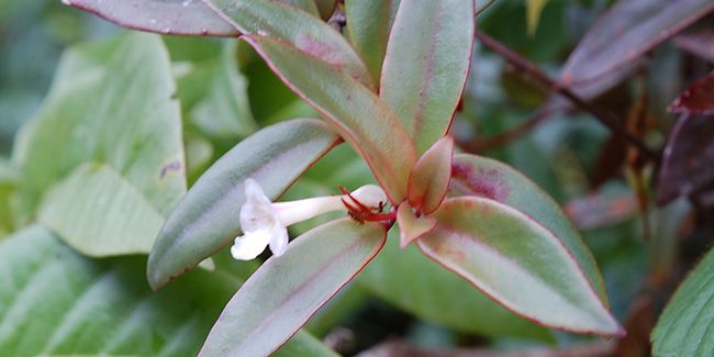 Codonanthe, une plante retombante peu commune