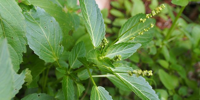 Mercuriale annuelle (Mercurialis annua), une adventice fascinante pour les abeilles