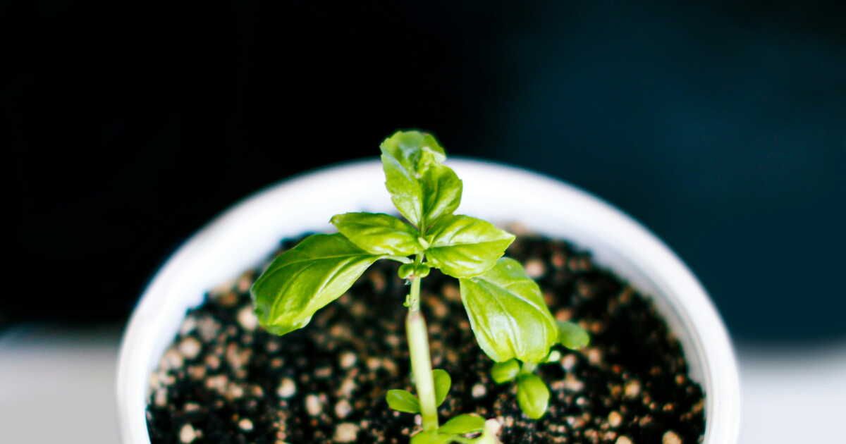 Un accessoire DIY pour simplifier vos boutures de plantes