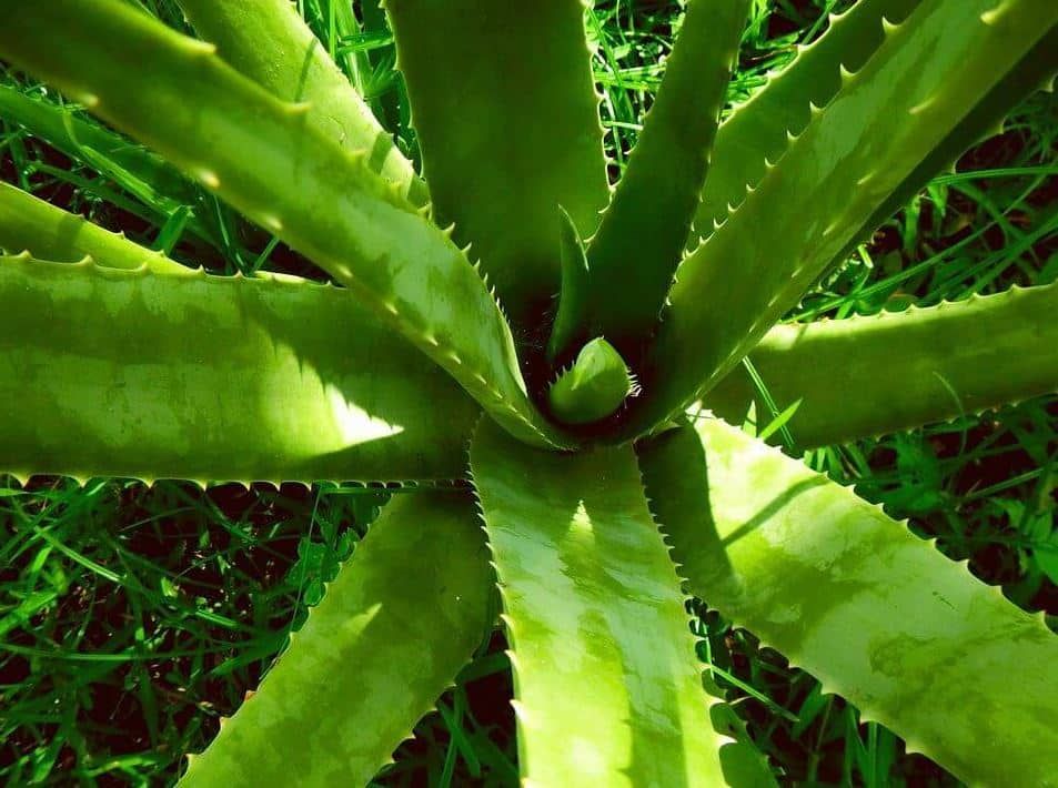 Comment bouturer l’aloe vera ?