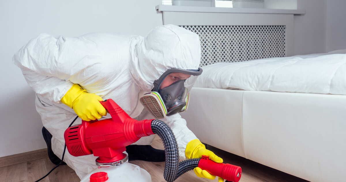 Accessoires contre les punaises de lit : vérités et mythes révélés par une experte