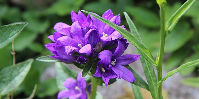 À la découverte de la campanule à bouquets, une beauté rustique
