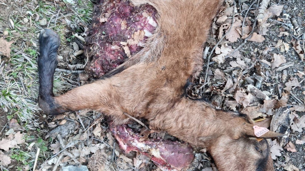 Des brebis victimes d'ours : une menace proche des habitations en Ariège