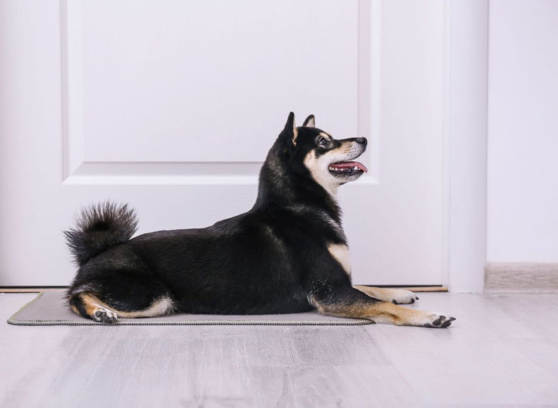 Le choix parfait de tapis pour votre compagnon à quatre pattes