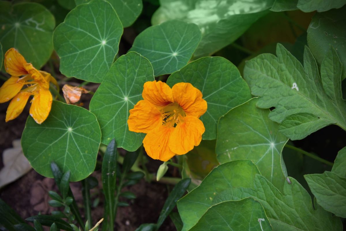 Les plantations à effectuer en mai