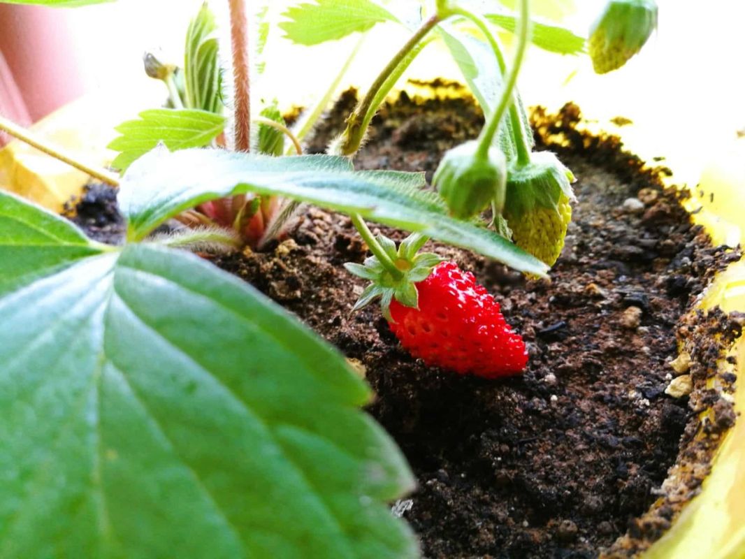 Boostez vos fraises avec un produit du quotidien : le marc de café