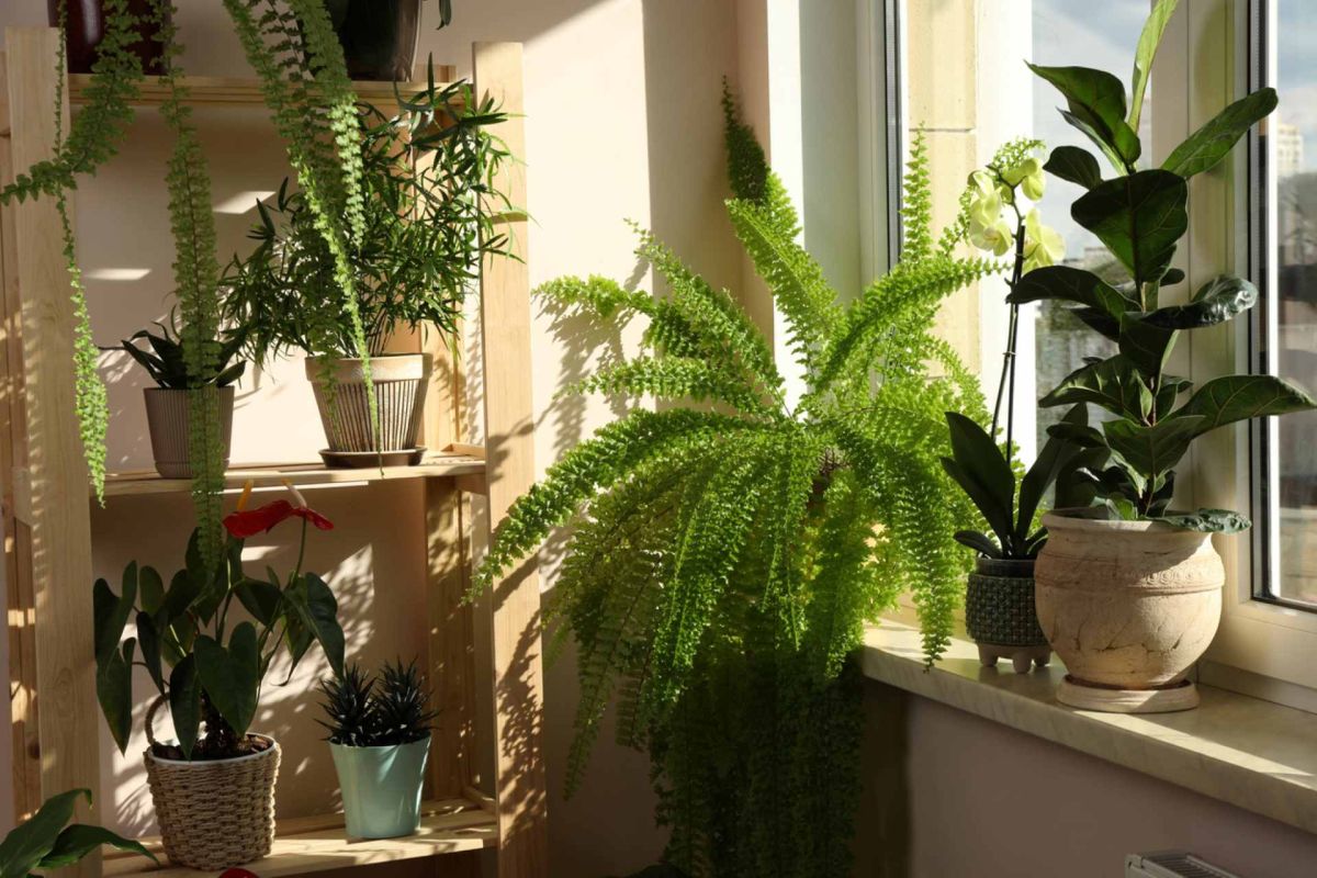 les plantes anti-humidité qui transforment votre maison en havre de paix