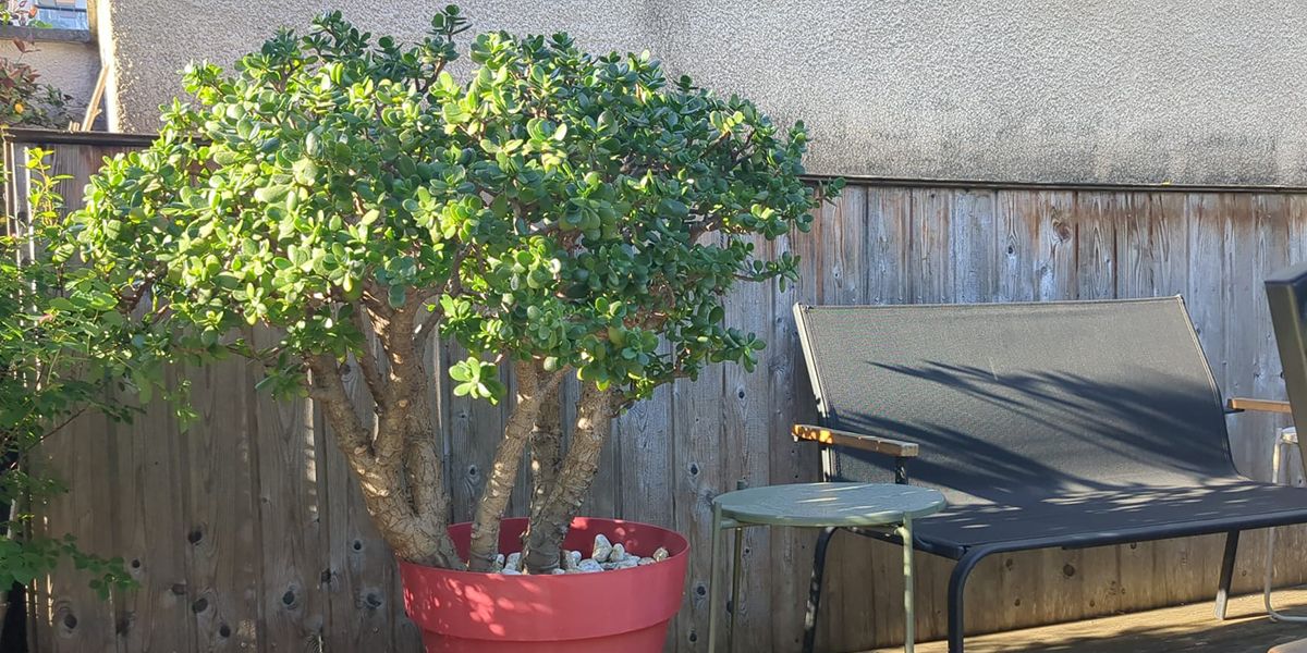 Protéger votre arbre de jade : les clés d'un hivernage réussi