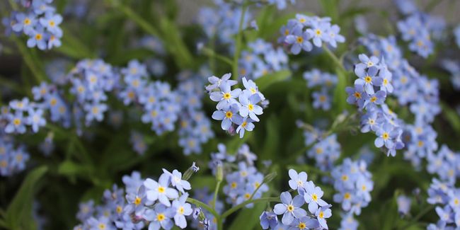 À la découverte du myosotis, symbole d'amour et de mémoire