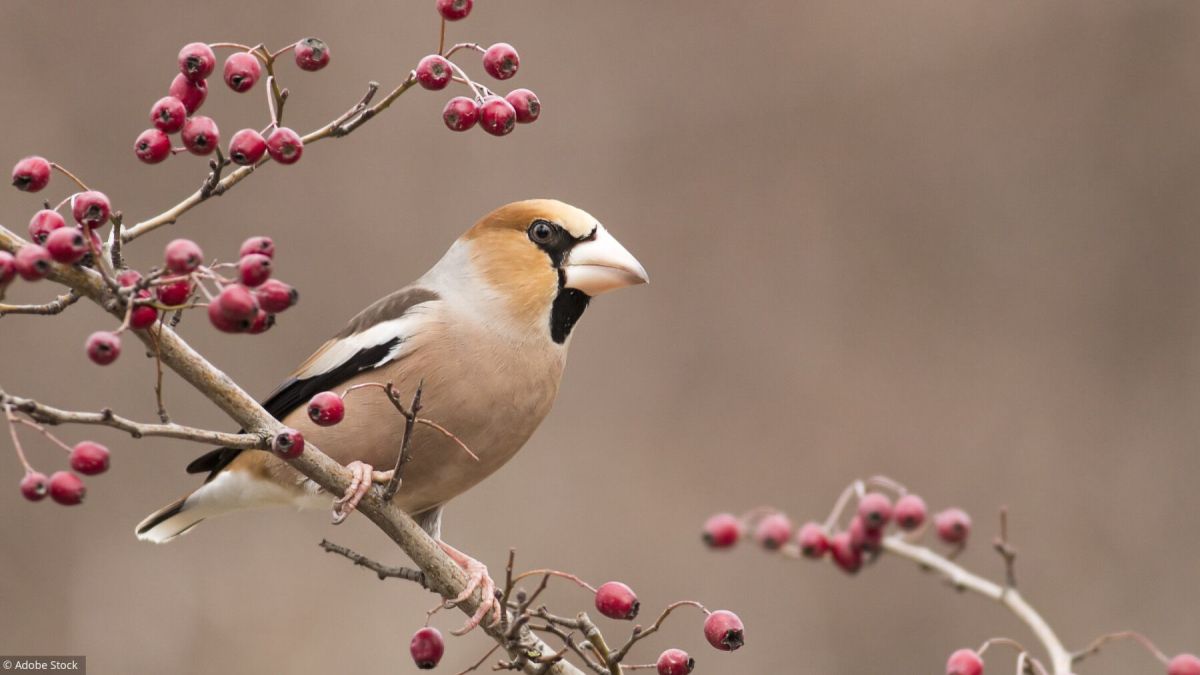 Saurez-vous reconnaître ces oiseaux des jardins?