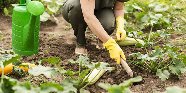 L'entretien du jardin potager : sarclage, binage et paillage