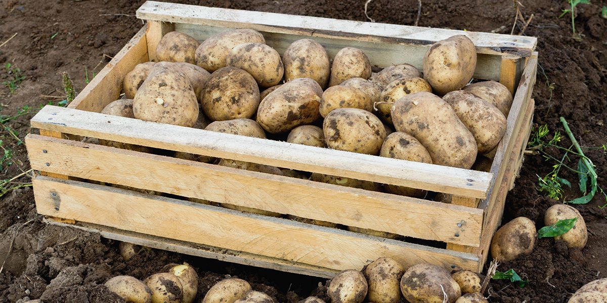 Comment conserver les pommes de terre ?