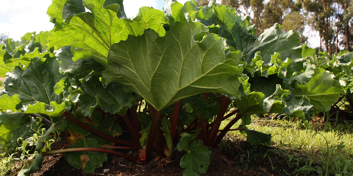 La rhubarbe : un trésor au jardin