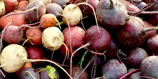 À la redécouverte des légumes anciens : cultivez l'oubli au jardin
