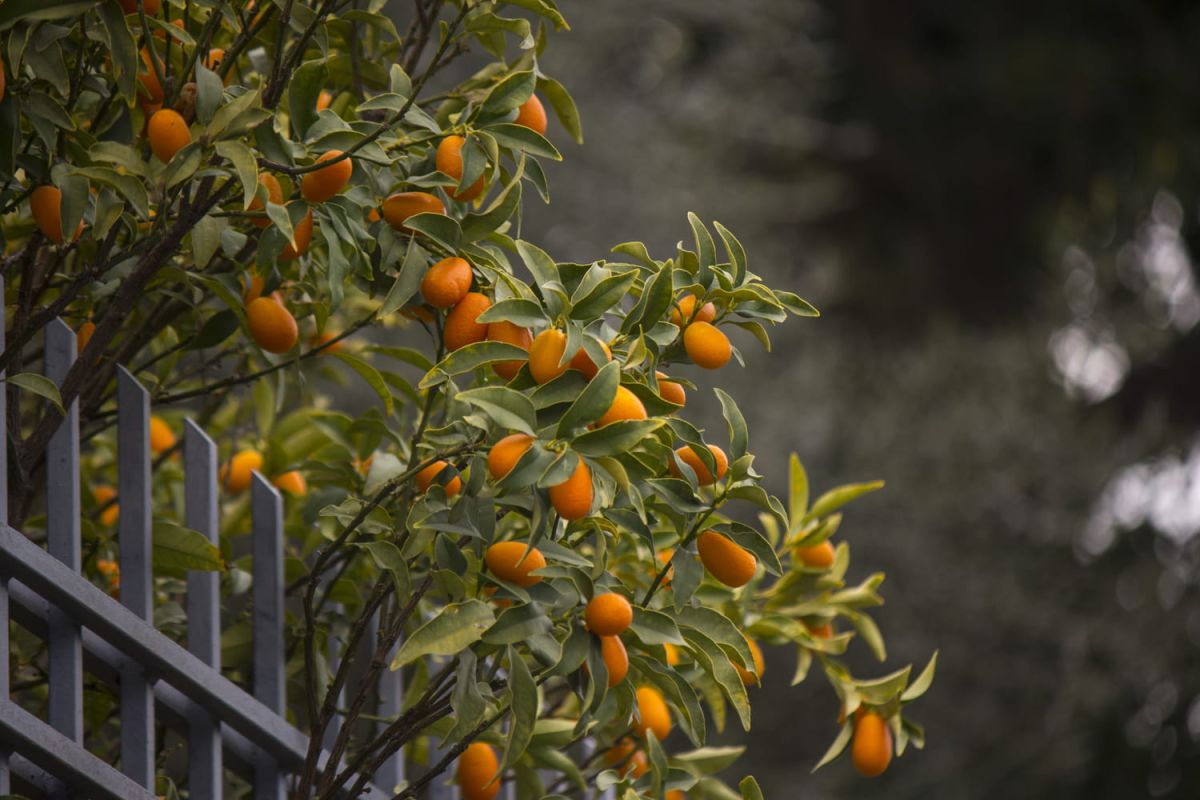 Kumquat : entretien, fruits, perte de feuilles