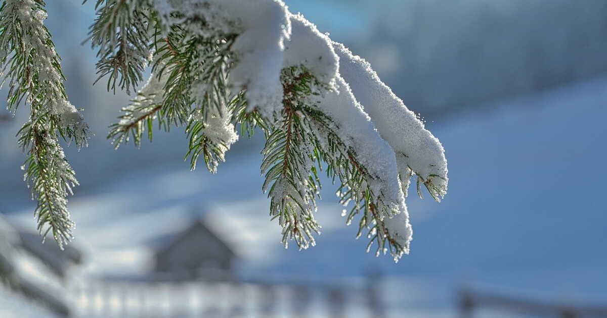 Protéger votre jardin : conseils face à l'arrivée de la neige