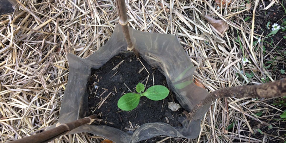 Des solutions naturelles pour dire adieu aux limaces dans votre jardin