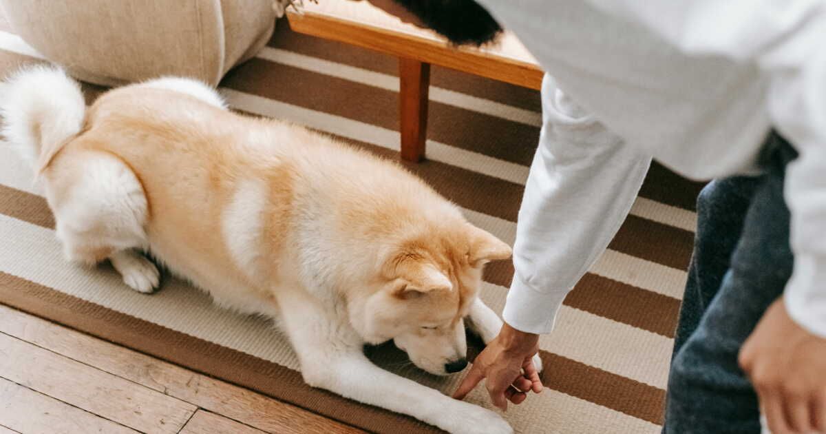 Des astuces pour éliminer les poils d'animaux de votre tapis