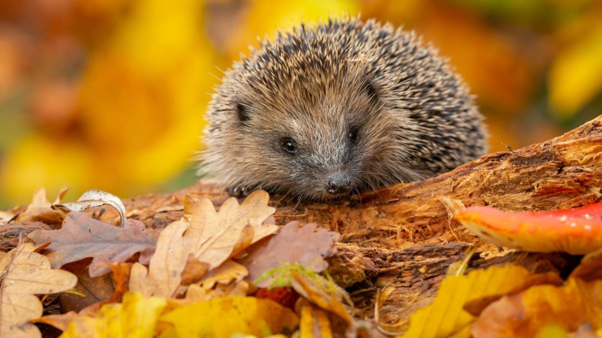 Que faire face à un hérisson dans son jardin en automne ?