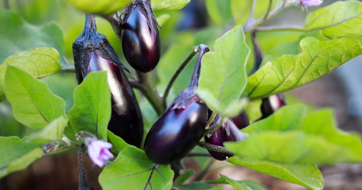 Origines, usages : un voyage au cœur de l'aubergine