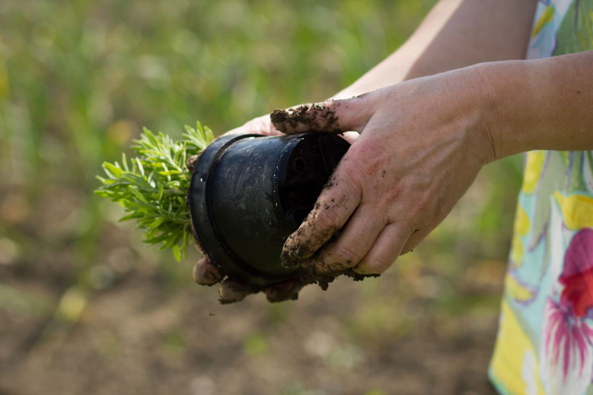 Les astuces de jardiniers pour des mains impeccables sans terre sous les ongles