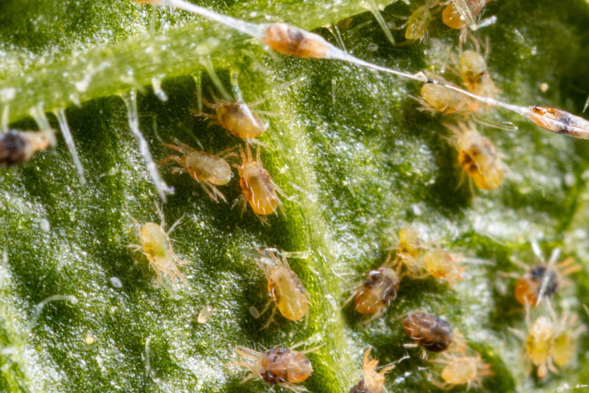 une plante adorée qui attire des araignées : méfiez-vous des infestations