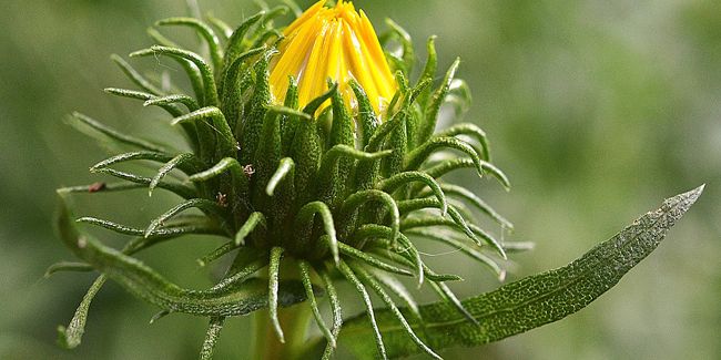 Le grindélia, l'allié naturel pour apaiser vos maux ORL