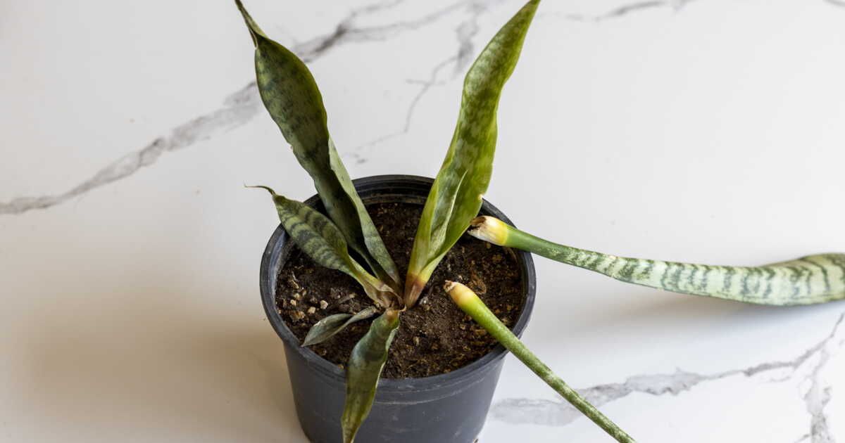 Comment sauver vos plantes après un trop d'eau