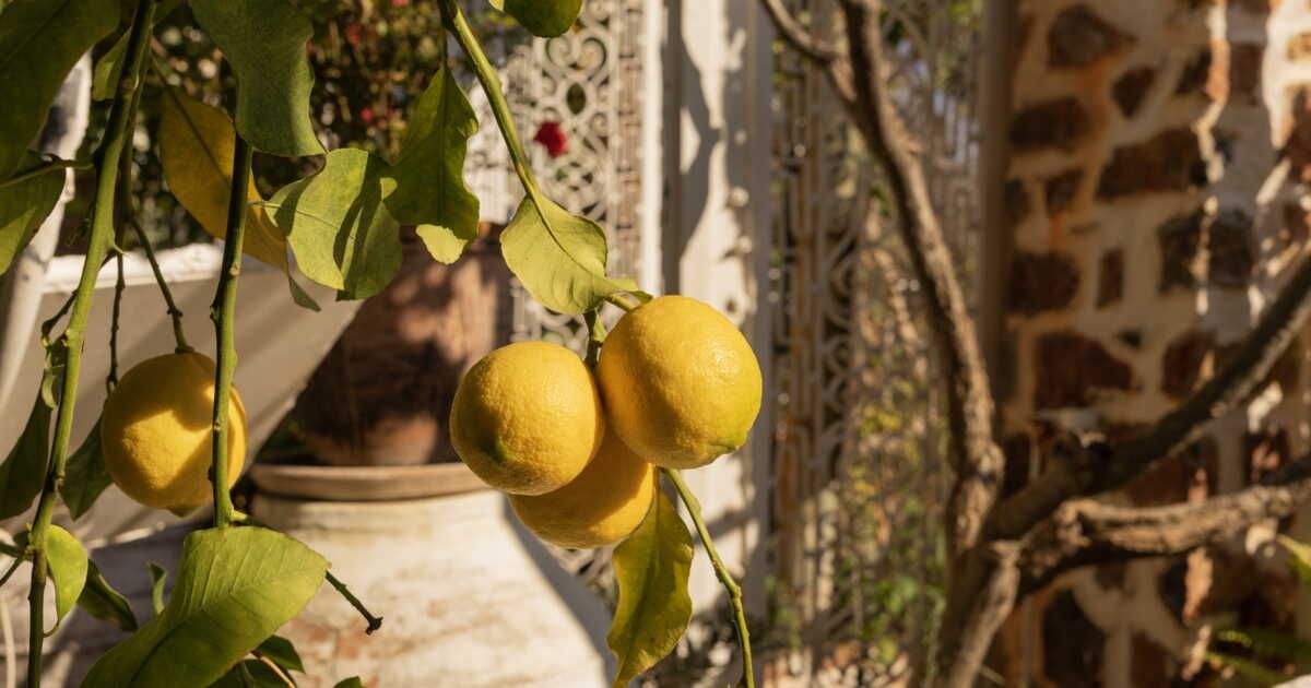 Apprenez à faire pousser un citronnier à partir d’un pépin chez vous
