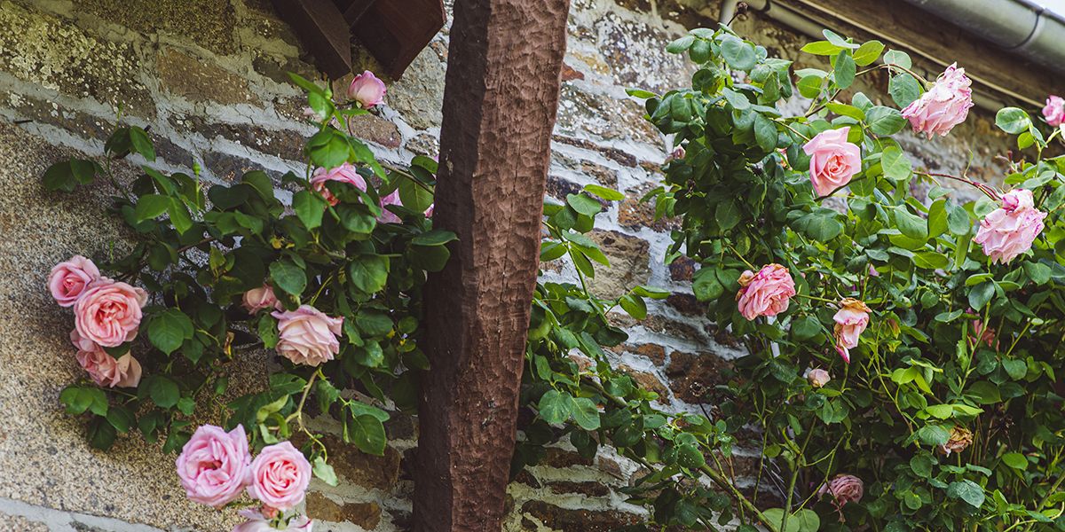 Embellir votre mur en pierre avec ces plantes éclatantes