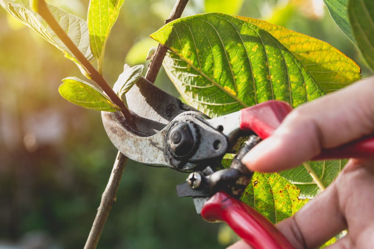 Quand et comment tailler ? Ce qu'il faut savoir sur la taille des plantes