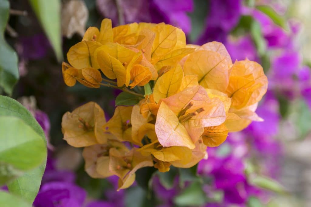 comment préserver la floraison de votre bougainvillier en automne
