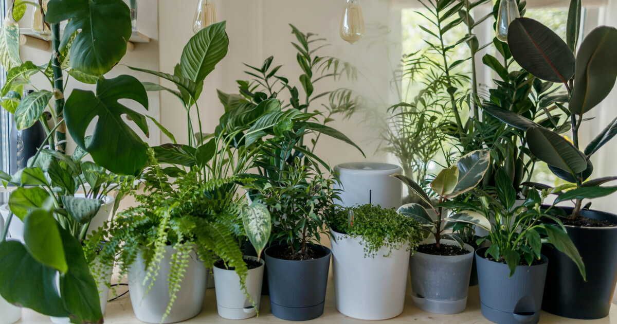 10 plantes incontournables pour un intérieur rafraîchissant cet été