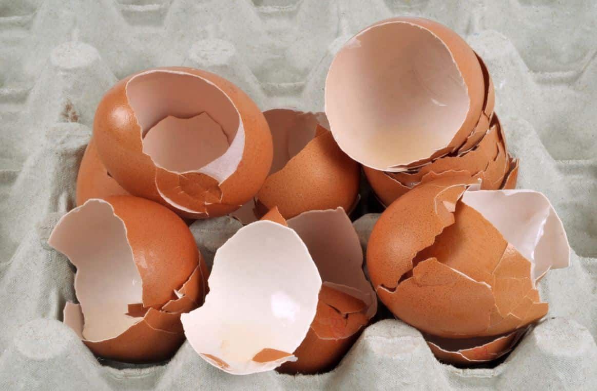 Recycler les coquilles d’œuf : sept idées astucieuses