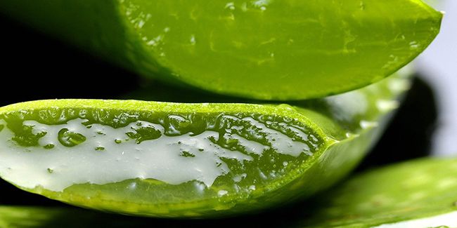 Aloe vera : la plante aux mille vertus pour votre santé