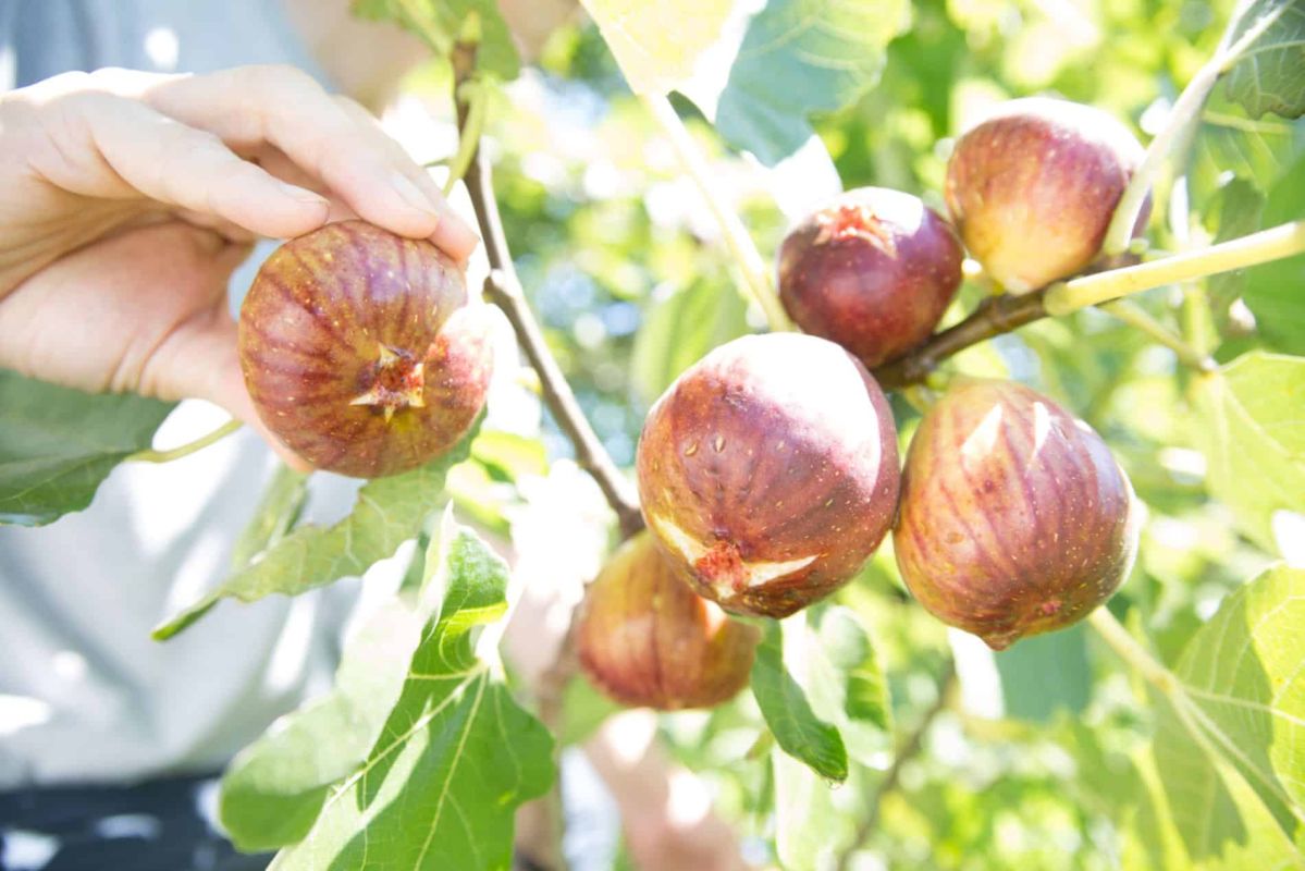Les erreurs de taille qui nuisent à votre figuier : guide pour des fruits en abondance