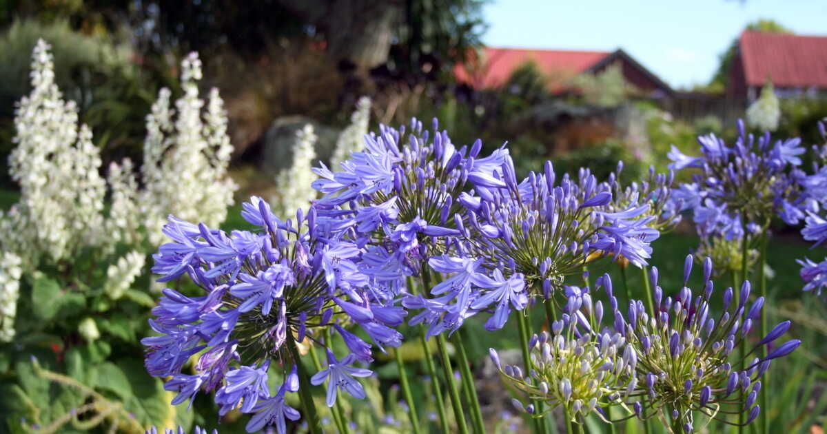 5 plantes élancées pour magnifier votre jardin