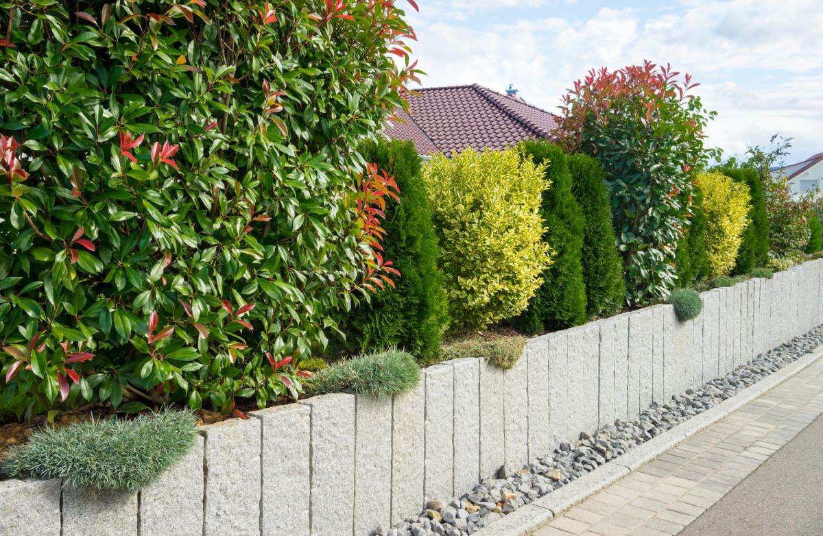 Un arbuste totem à croissance rapide pour un jardin esthétique et privé