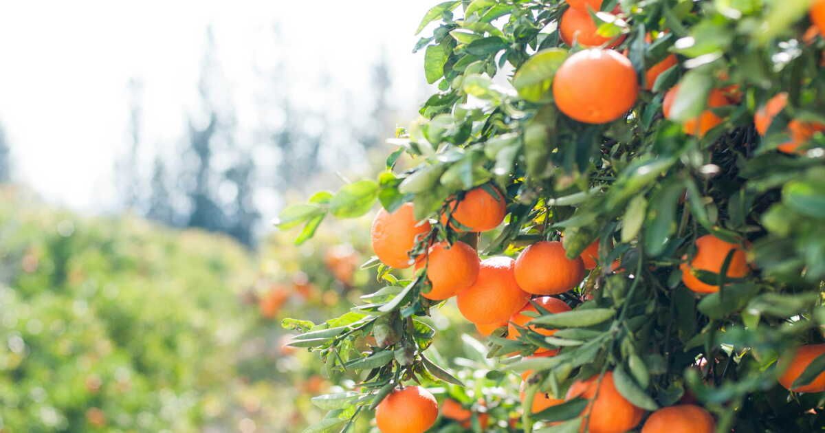 Quand tailler ses arbres fruitiers ?
