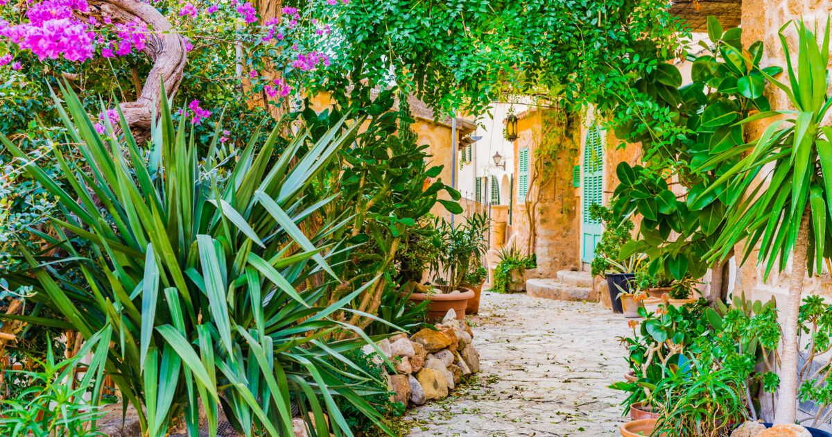 Les plantes méditerranéennes : un souffle de couleur pour votre jardin