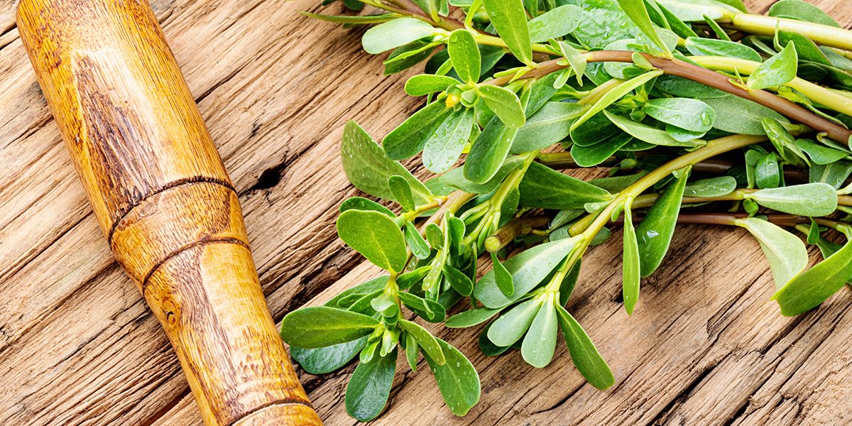 Le pourpier sauvage : une délicieuse herbe à découvrir