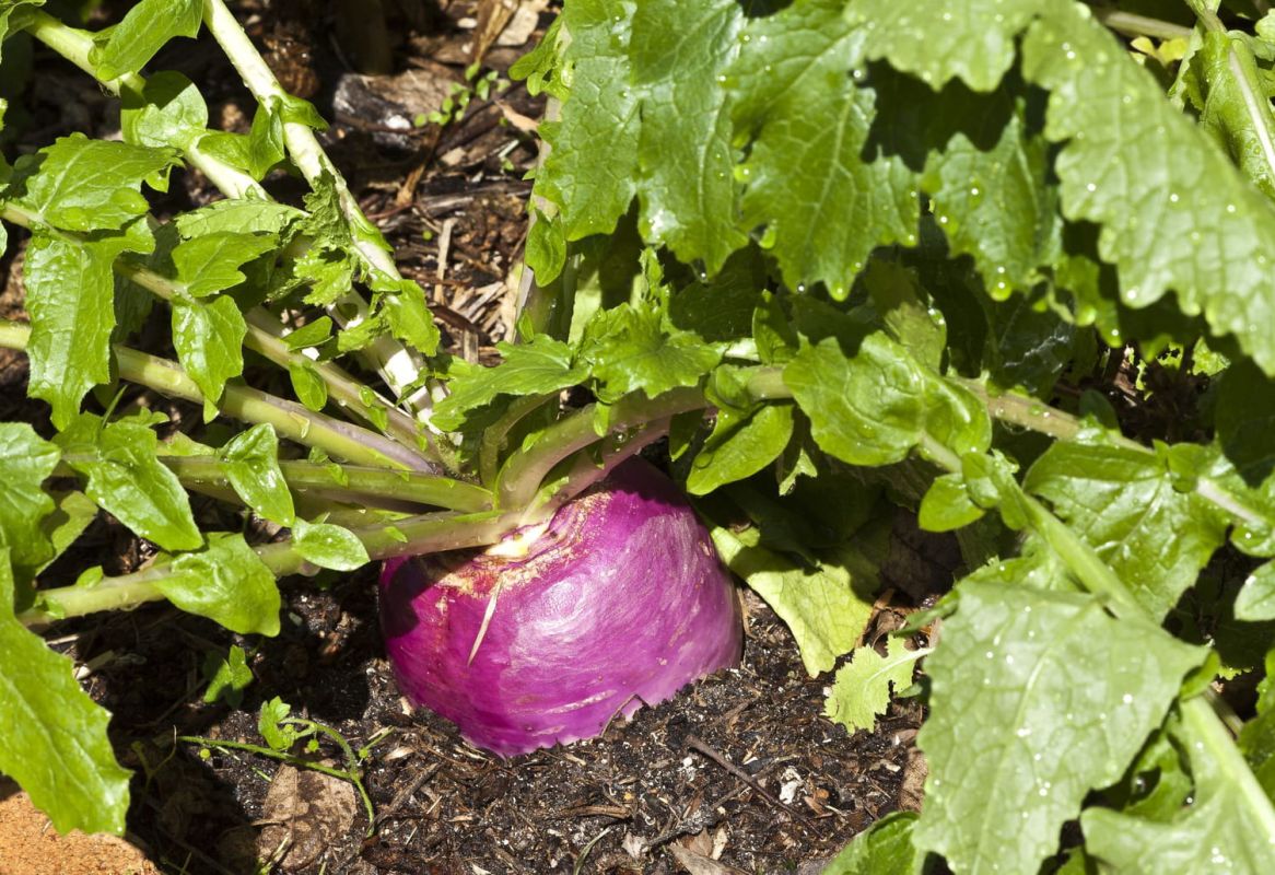 Tout savoir sur le navet : variétés, semis et récolte