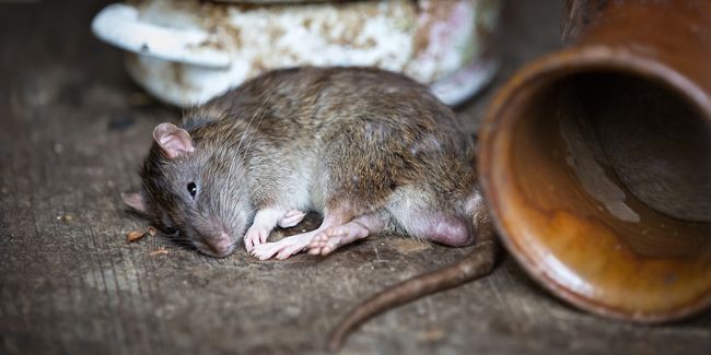 Dératisation écologique : des solutions naturelles pour éloigner les rongeurs